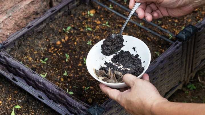Common Yard Pests That Aren't Bothered By Coffee Grounds