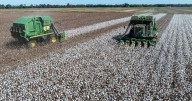 Cotton is no longer king in Louisiana. See how these farmers are fighting to keep it growing.