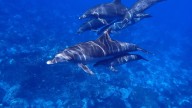 Los delfines del golfo de Vizcaya viven ahora siete años menos que en la década de 1990