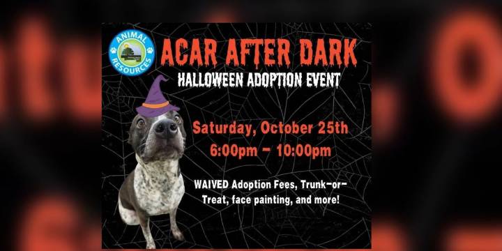 Alachua County Animal Resources hosts Halloween adoption event