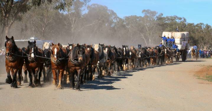 Barellan's record-breaking 62 draft horses unite in NSW