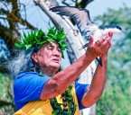 ‘A‘o flies in Wailua