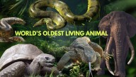 Meet Jonathan, World’s Oldest Living Animal — Older Than Invention Of Light Bulb, Telephone, And Car; Holds Guinness World Record, Know The Age Of Species