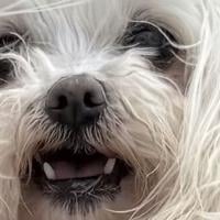 Family pet goes missing near Lake City 