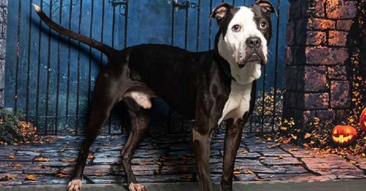 AWLA's Pawfect Match of the Week