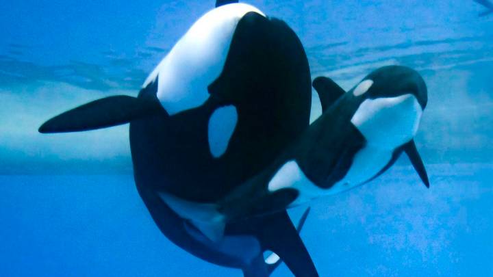 El Loro Parque mueve ficha para acoger dos orcas de un parque de Francia