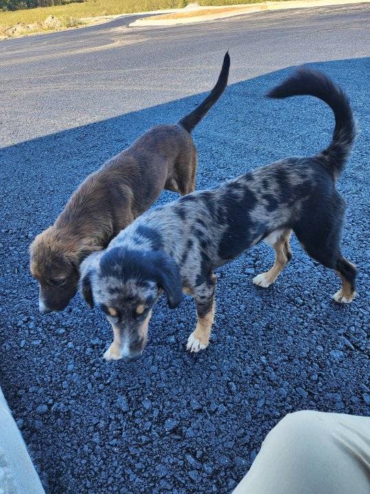 Hopkins County deputies looking for homes for abandoned dogs