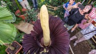 Desaparece la increíble flor gigante que conquista por su aroma inigualable