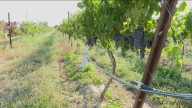 Idaho winery owner reflects on award