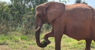 Murió Pupy, la última elefanta del ex zoológico de Buenos Aires, en un santuario de Brasi