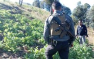 Destruyen más de siete mil plantas de amapola en Guadalupe y Calvo