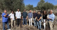 La Oliva de Mallorca recupera su producción pero no será un año de 'esplet'