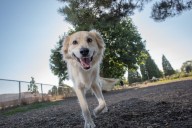 Dog Owners Adopt Pup From ‘Golden Retriever Rescue’
