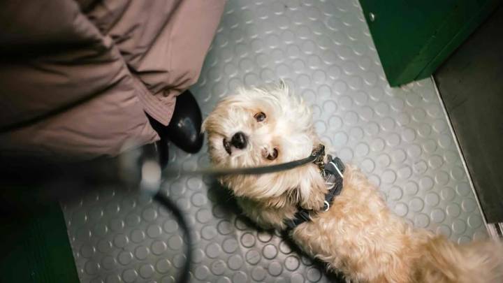 Estos son los límites que una comunidad puede poner a la mascota de un vecino