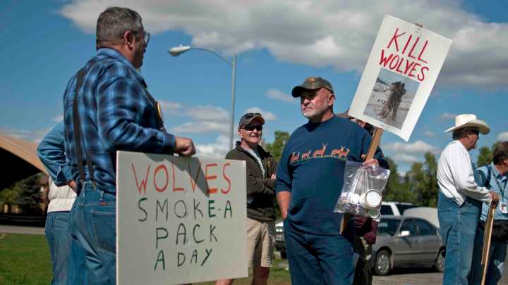 Montana Hunters, Lawmakers Say Wolves Aren't Being Killed Fast Enough, File Lawsuit