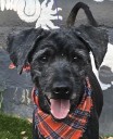 The festivities have begun! Happy Halloween season to you and your new adoptable pet. Oct. 25