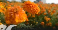 Esperan floricultores ganancias de 40 mdp por venta de flor de cempasúchil