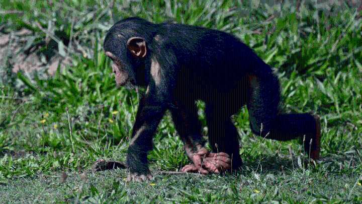 Monkey business? Primates on the loose in Mississippi after truck heading to Florida overturns