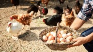 El huevo es el alimento que más se ha encarecido este 2025, con la gripe aviar de fondo