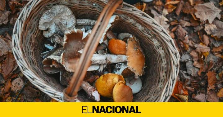 Ferias y fiestas este fin de semana en Catalunya: los mejores planes para el 25 y 26 de octubre