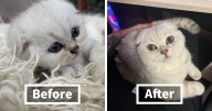 “Cat Grows”: This Group Shares Heartwarming “Then And Now” Photos Of Kittens Turning Into Cats (29 New Pics)