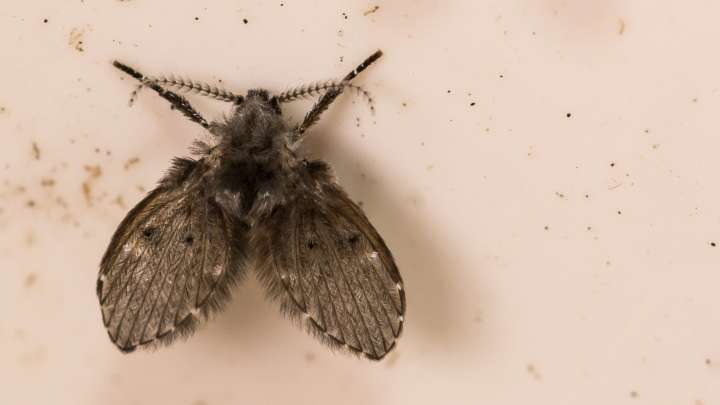 The Easy Way To Tell If You Have Drain Flies In Your Sink (& How To Get Rid Of Them)