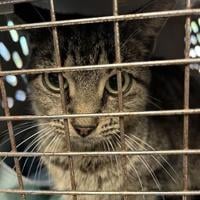 Parish Shelter pet of the week