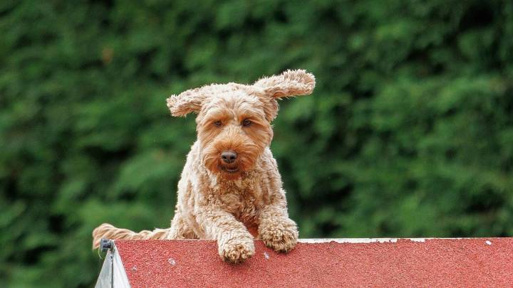 Los perros también pagan impuestos, así funcional la 'perritasa'