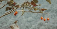 Tomate de árbol en crisis: hasta el 90% de las cosechas se pierden por lluvias intensas: encuentran solución