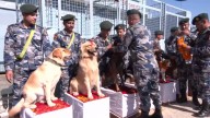 Nepal honra a los perros con guirnaldas y banquetes en el festival Kukur Tihar