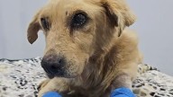 Buscan sentencia ejemplar de 8 años para agresor de Huesitos, el perro fracturado con una roca en Puebla