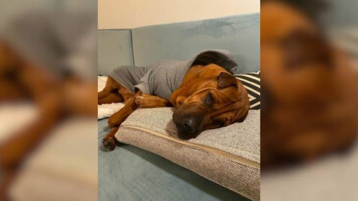 Once A Stray, This California Dog Is Now A Beloved Family Member Who Gets Tucked In Every Night