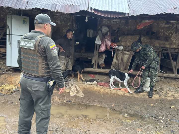 Galería de fotos. Operativo en Sonsón: decomisan 20 perros sin control y capturan a un hombre con arsenal y material de intendencia