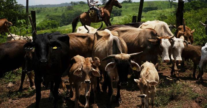 USDA rejects Texas ag department's fly trap to prevent screwworm larvae from infecting cattle