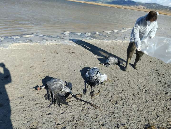 La gripe aviar se ceba con las grullas: Aragón ha localizado 500 aves silvestres muertas
