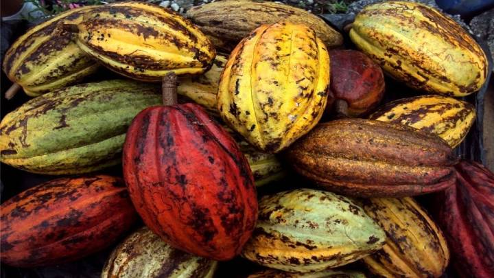 Celebración del Día Nacional del Cacao en Venezuela