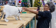 'Francine picked us. We didn’t pick her': Lowe's in Virginia welcomes back beloved store cat who vanished a month ago, found in another state
