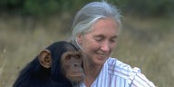El crucial legado de Jane Goodall, la experta británica en primates que mejor comprendió a los animales