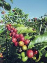 Invasive species control efforts are paying off, UH report finds