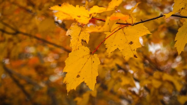 Things to do in Hamilton, Niagara and area this Thanksgiving weekend
