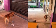 La insólita rutina de un perro en México: “paga” con piedras para recibir hamburguesas