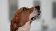Beagles trained to sniff out cancer in innovative early detection test