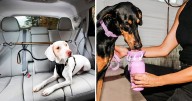 55 Weird Things For Your Dog That Are So Damn Clever