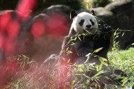 French zoo workers say their goodbyes as two pandas head to retirement in China