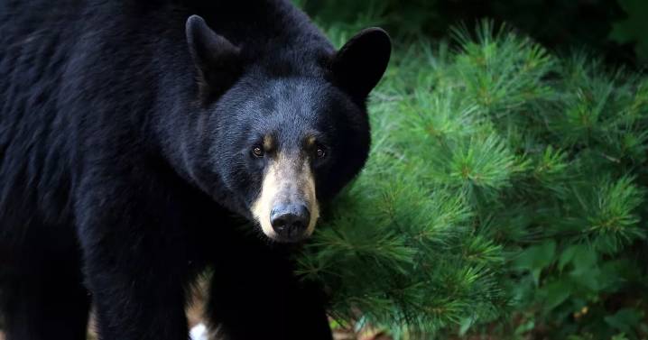 Missing camper found mauled by a bear days after vanishing from tent
