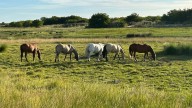 Caballos. Con la llegada de las lluvias y mosquitos, alertan por el riesgo de nuevos brotes de encefalomielitis equina en la Argentina