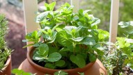La planta de fácil cuidado que podés cultivar en tu jardín o en una maceta y que cuida tu salud bucal