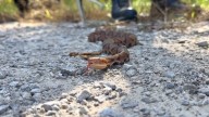 Kentucky herpetologists scouring the state for signs of snake fungal disease