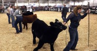 Photos: Stock show and barrel racing at the NILE