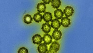 2024-25 Flu Season Was The Worst For US Children Since The Swine Flu Pandemic, With 280 Deaths